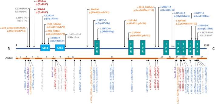 https://cdn.ncbi.nlm.nih.gov/pmc/blobs/3b94/12313827/7926f531fec3/ENE-32-e70313-g001.jpg