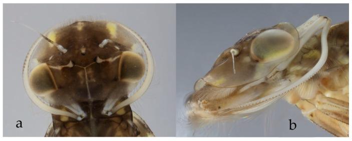 https://cdn.ncbi.nlm.nih.gov/pmc/blobs/3b96/6628430/241e3e9fd7b7/insects-10-00170-g006.jpg