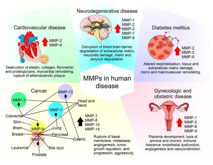 https://cdn.ncbi.nlm.nih.gov/pmc/blobs/3b98/7767220/3d3fdb2dd25d/ijms-21-09739-g002.jpg