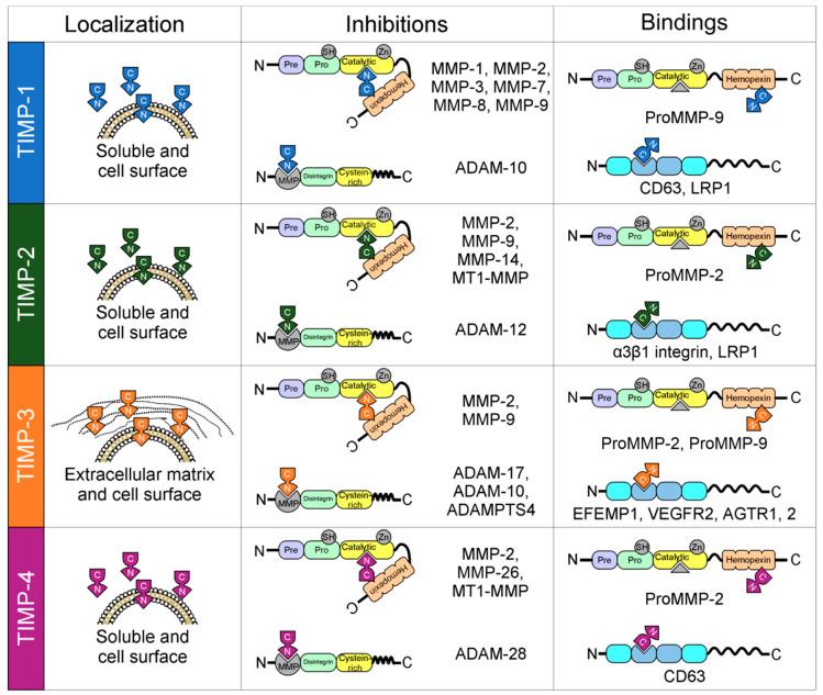 https://cdn.ncbi.nlm.nih.gov/pmc/blobs/3b98/7767220/669759407352/ijms-21-09739-g001.jpg