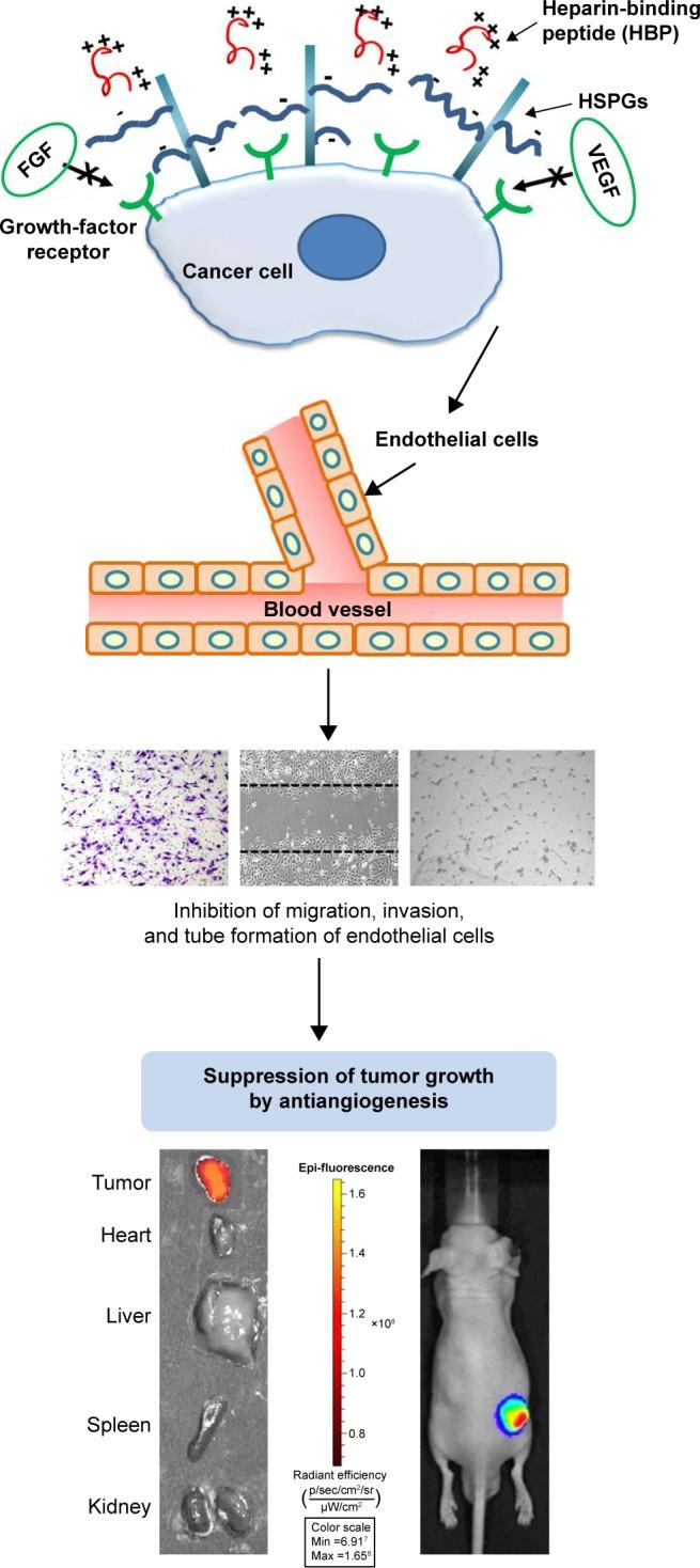 https://cdn.ncbi.nlm.nih.gov/pmc/blobs/3b99/5028098/2ee5b2fb9520/ijn-11-4643Fig8.jpg