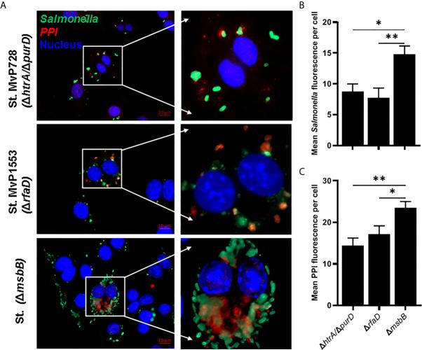 https://cdn.ncbi.nlm.nih.gov/pmc/blobs/3b99/8181392/77d695475e34/fimmu-12-667897-g002.jpg