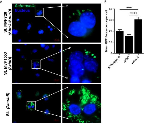 https://cdn.ncbi.nlm.nih.gov/pmc/blobs/3b99/8181392/c7730ebb2a55/fimmu-12-667897-g001.jpg