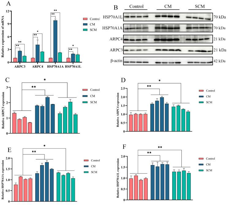 https://cdn.ncbi.nlm.nih.gov/pmc/blobs/3b9d/11988952/600b166e5258/ijms-26-03029-g003.jpg