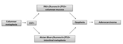 https://cdn.ncbi.nlm.nih.gov/pmc/blobs/3b9d/3980213/929805e0e7f1/ejh-2014-1-2326-g005.jpg