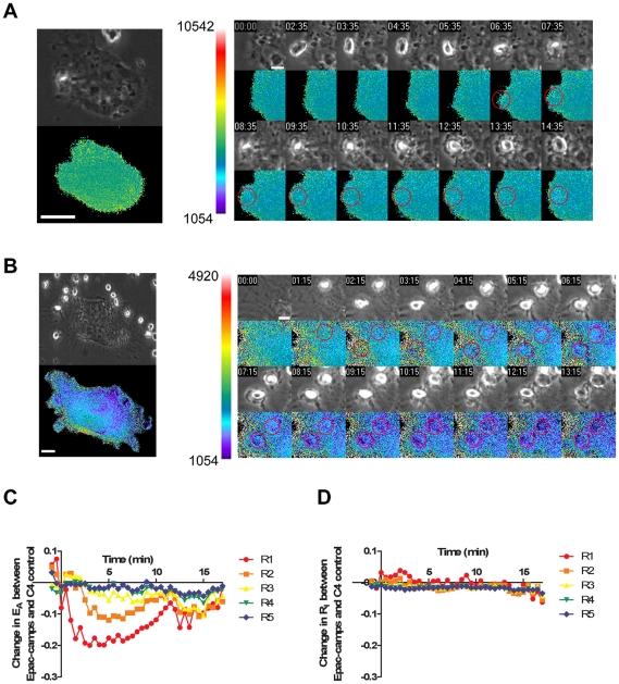 https://cdn.ncbi.nlm.nih.gov/pmc/blobs/3b9e/2978719/ba0b787b86f0/pone.0013962.g004.jpg