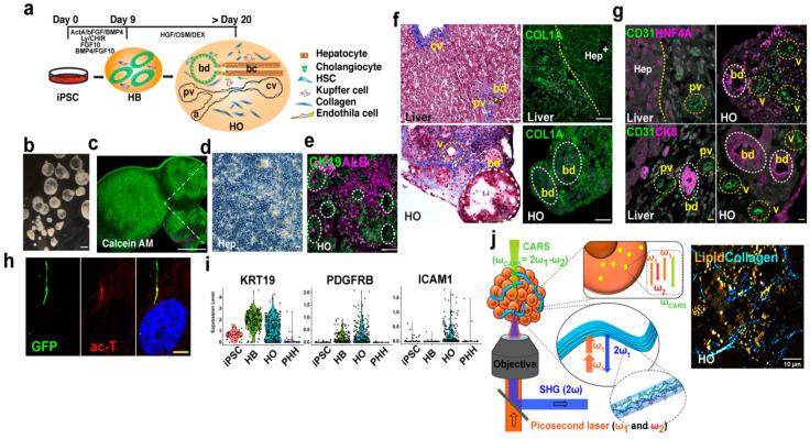 https://cdn.ncbi.nlm.nih.gov/pmc/blobs/3ba7/12467935/29d5389140c1/biomimetics-10-00624-g004.jpg