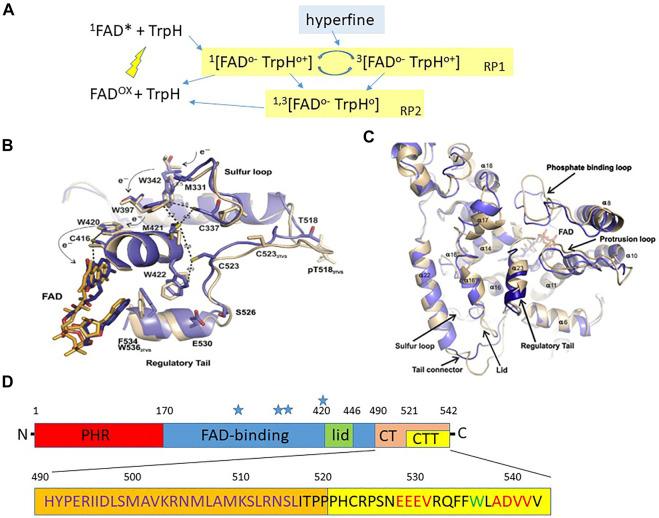 https://cdn.ncbi.nlm.nih.gov/pmc/blobs/3ba7/9399412/ecaea2126e71/fphys-13-928416-g001.jpg