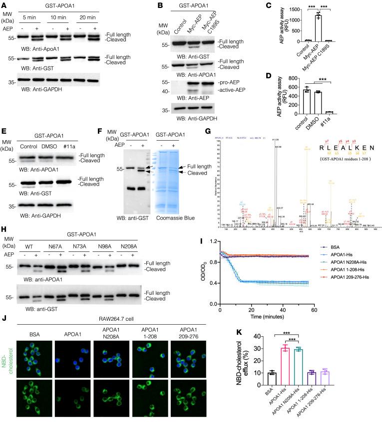 https://cdn.ncbi.nlm.nih.gov/pmc/blobs/3baa/12077905/e131f6328cdc/jci-135-185128-g003.jpg