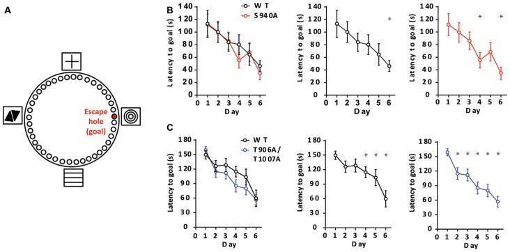 https://cdn.ncbi.nlm.nih.gov/pmc/blobs/3baa/6664008/1ac62509a14d/fnmol-12-00173-g0003.jpg