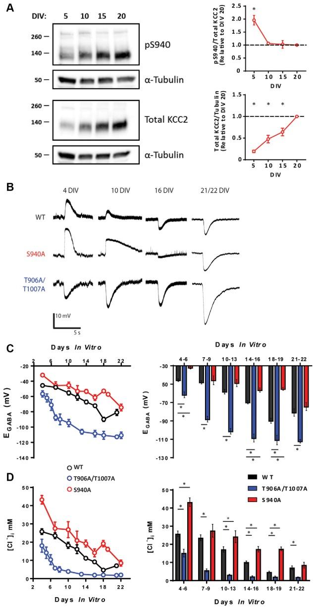 https://cdn.ncbi.nlm.nih.gov/pmc/blobs/3baa/6664008/6e163994b0be/fnmol-12-00173-g0001.jpg