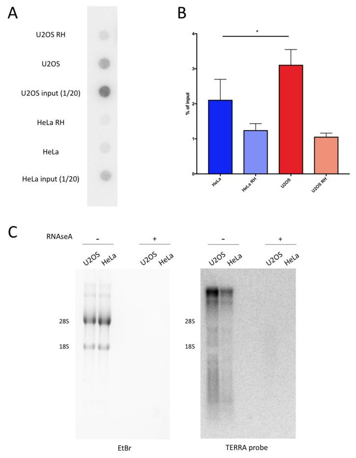 https://cdn.ncbi.nlm.nih.gov/pmc/blobs/3baa/7767442/49c3e7a15fec/ijms-21-09774-g002.jpg