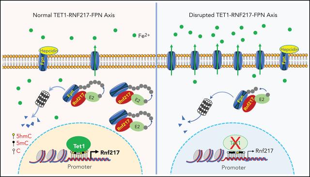 https://cdn.ncbi.nlm.nih.gov/pmc/blobs/3bab/8394904/af102d61bff3/bloodBLD2020008986absf1.jpg