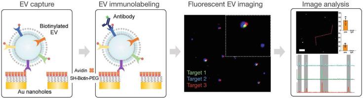 https://cdn.ncbi.nlm.nih.gov/pmc/blobs/3bae/12024935/3ffb1b99cab6/biosensors-15-00199-g004.jpg