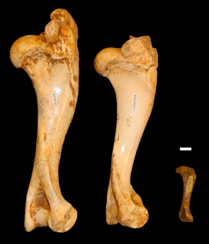 https://cdn.ncbi.nlm.nih.gov/pmc/blobs/3baf/6612422/42822d1b7c58/peerj-07-7161-g006.jpg