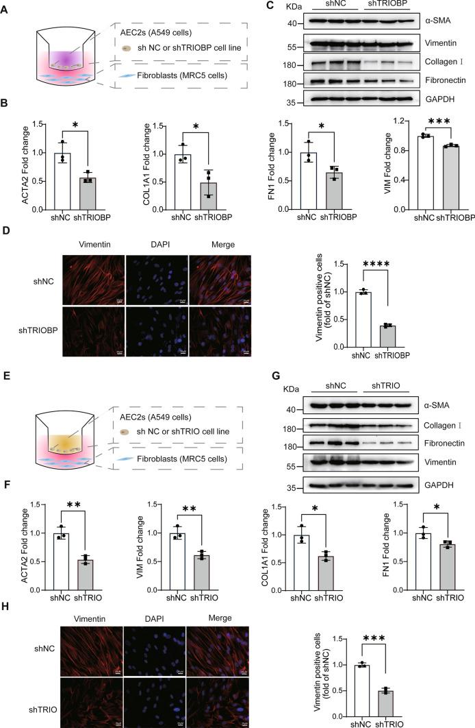 https://cdn.ncbi.nlm.nih.gov/pmc/blobs/3bb2/11072289/0cd30f345cc0/18_2023_5080_Fig7_HTML.jpg