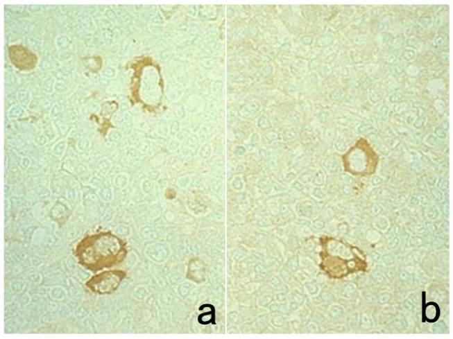 https://cdn.ncbi.nlm.nih.gov/pmc/blobs/3bb4/8232789/0b4e590d4f4a/cells-10-01501-g011.jpg