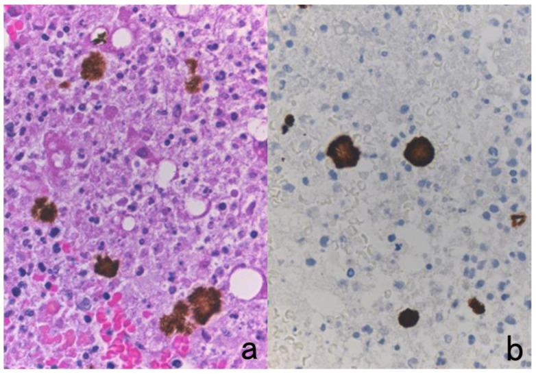 https://cdn.ncbi.nlm.nih.gov/pmc/blobs/3bb4/8232789/10213f276fd5/cells-10-01501-g022.jpg