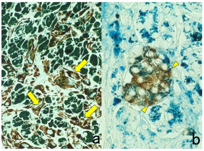 https://cdn.ncbi.nlm.nih.gov/pmc/blobs/3bb4/8232789/14b7f8234b41/cells-10-01501-g021.jpg