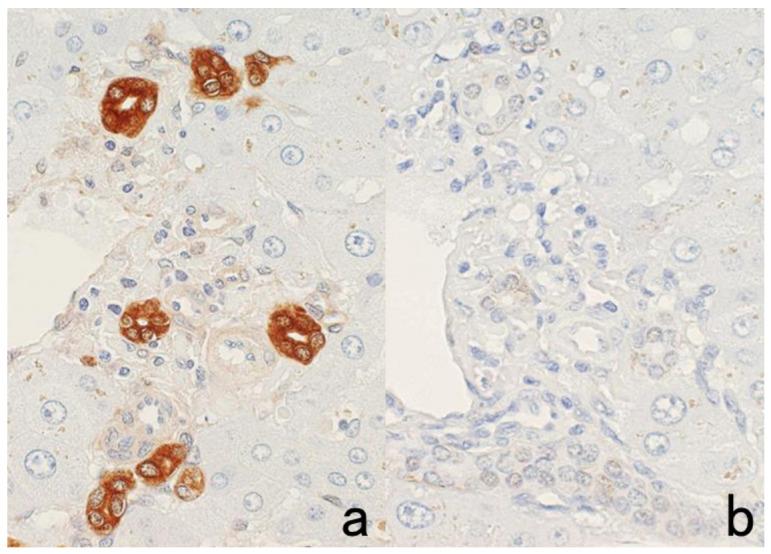 https://cdn.ncbi.nlm.nih.gov/pmc/blobs/3bb4/8232789/1e9b97ff97b2/cells-10-01501-g025.jpg
