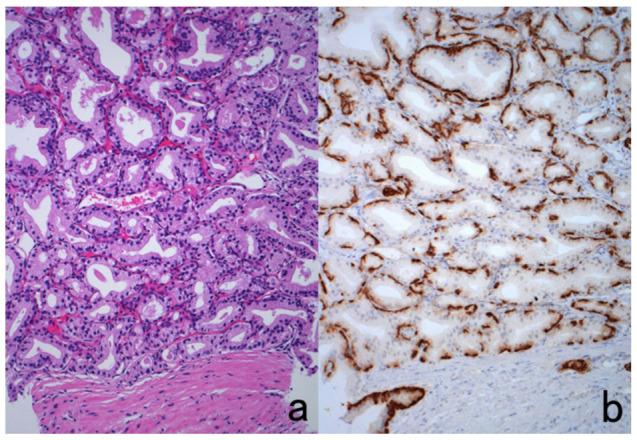 https://cdn.ncbi.nlm.nih.gov/pmc/blobs/3bb4/8232789/280ab6386c07/cells-10-01501-g052.jpg