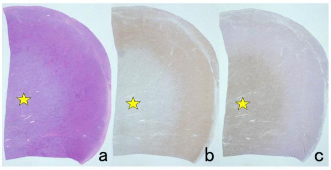 https://cdn.ncbi.nlm.nih.gov/pmc/blobs/3bb4/8232789/2d2e736b5b4a/cells-10-01501-g016.jpg