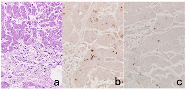 https://cdn.ncbi.nlm.nih.gov/pmc/blobs/3bb4/8232789/5fdbcfd06d49/cells-10-01501-g010.jpg
