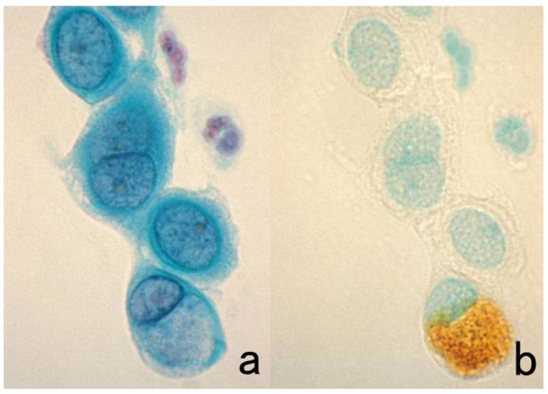 https://cdn.ncbi.nlm.nih.gov/pmc/blobs/3bb4/8232789/6420cec0ff21/cells-10-01501-g057.jpg
