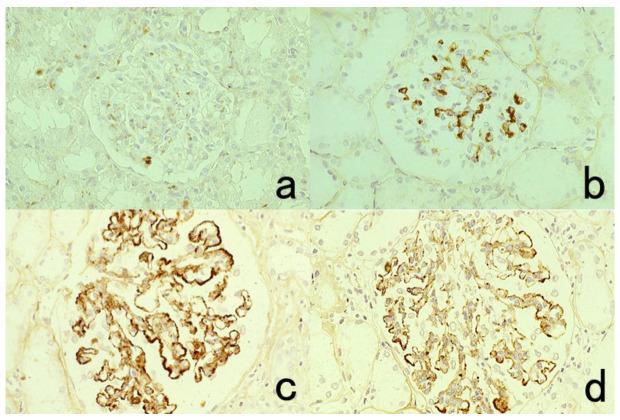 https://cdn.ncbi.nlm.nih.gov/pmc/blobs/3bb4/8232789/6fe574e5eebc/cells-10-01501-g031.jpg