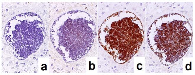 https://cdn.ncbi.nlm.nih.gov/pmc/blobs/3bb4/8232789/70c55a7799c6/cells-10-01501-g020.jpg
