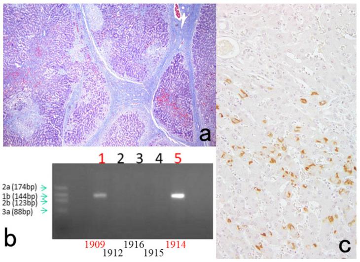 https://cdn.ncbi.nlm.nih.gov/pmc/blobs/3bb4/8232789/7cfb01d49173/cells-10-01501-g007.jpg