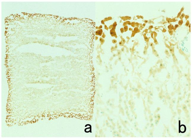 https://cdn.ncbi.nlm.nih.gov/pmc/blobs/3bb4/8232789/a0c4753e7a96/cells-10-01501-g015.jpg