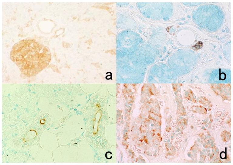 https://cdn.ncbi.nlm.nih.gov/pmc/blobs/3bb4/8232789/c495ea2e0d58/cells-10-01501-g053.jpg