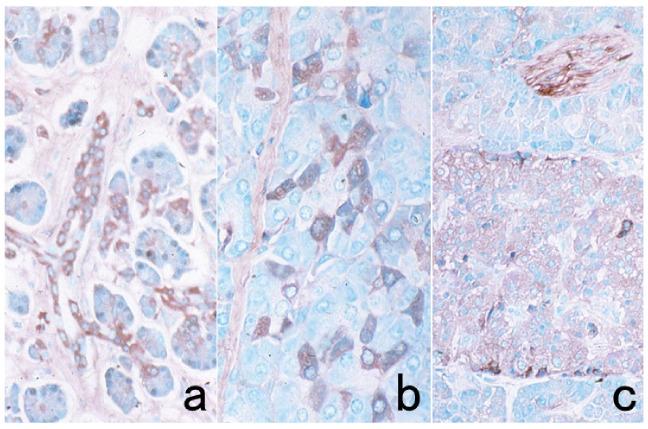 https://cdn.ncbi.nlm.nih.gov/pmc/blobs/3bb4/8232789/cbe516aff78a/cells-10-01501-g013.jpg