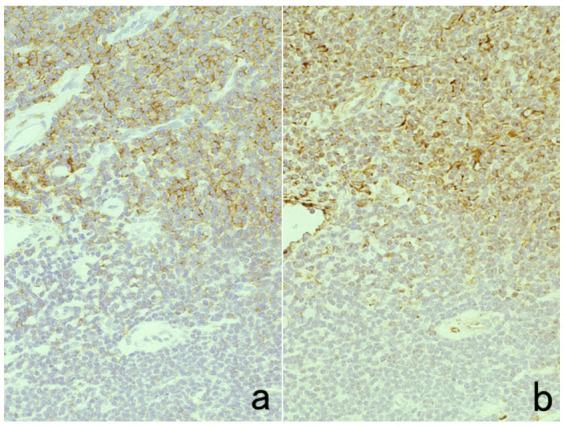 https://cdn.ncbi.nlm.nih.gov/pmc/blobs/3bb4/8232789/f7ab2f440f07/cells-10-01501-g014.jpg