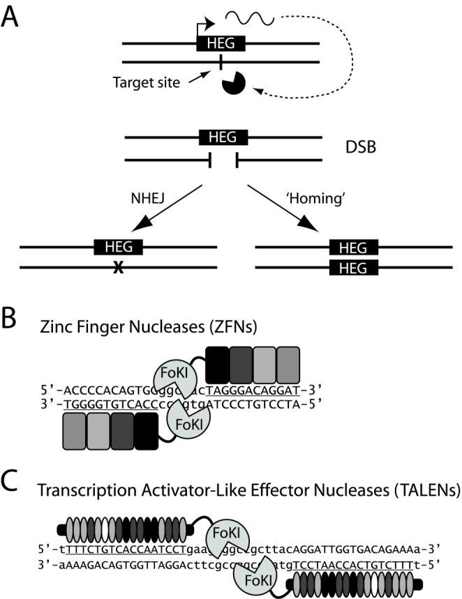 https://cdn.ncbi.nlm.nih.gov/pmc/blobs/3bb7/4066794/bee401a257e3/gku387fig1.jpg