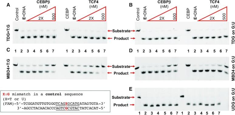 https://cdn.ncbi.nlm.nih.gov/pmc/blobs/3bb8/8136768/dd885a7803ac/gkab276fig6.jpg