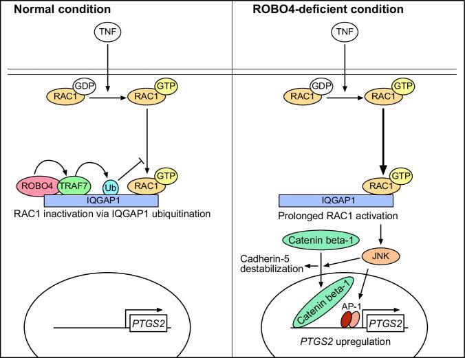 https://cdn.ncbi.nlm.nih.gov/pmc/blobs/3bbc/11102558/53d2facfb3c8/42003_2024_6317_Fig7_HTML.jpg