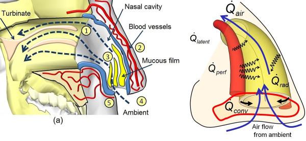https://cdn.ncbi.nlm.nih.gov/pmc/blobs/3bbc/3258209/b078314cc76b/1475-925X-10-93-5.jpg