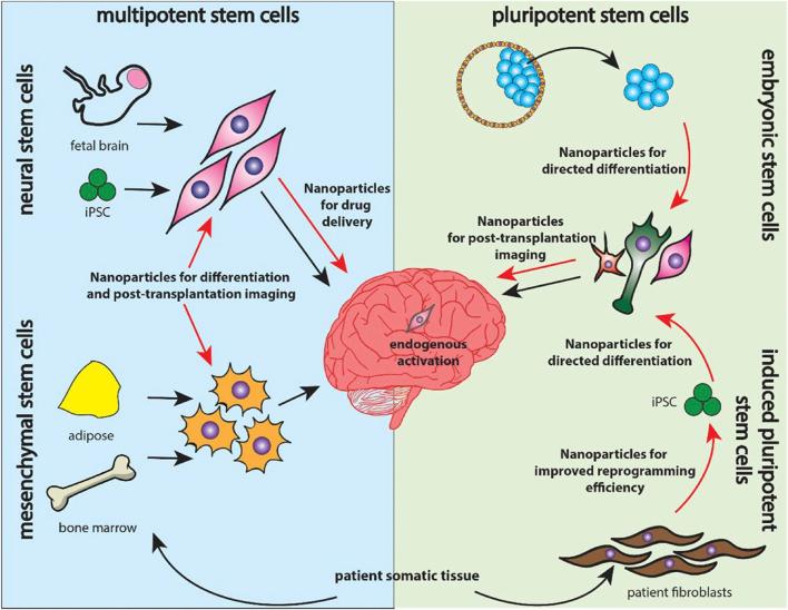 https://cdn.ncbi.nlm.nih.gov/pmc/blobs/3bbd/12325240/1842e1cf3eb3/fphar-16-1630475-g004.jpg