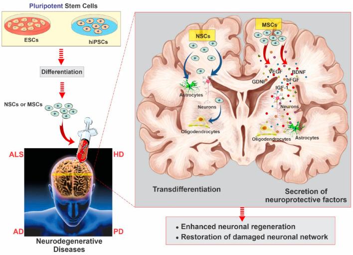 https://cdn.ncbi.nlm.nih.gov/pmc/blobs/3bbd/12325240/50ff58bf73e5/fphar-16-1630475-g006.jpg