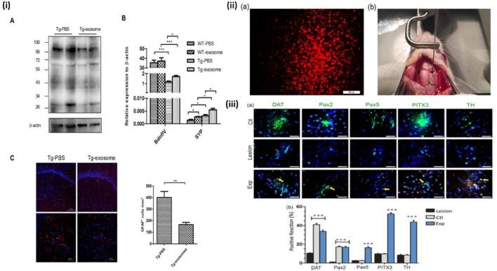 https://cdn.ncbi.nlm.nih.gov/pmc/blobs/3bbd/12325240/b3b8ad414d04/fphar-16-1630475-g008.jpg