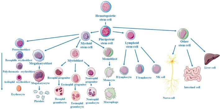 https://cdn.ncbi.nlm.nih.gov/pmc/blobs/3bbd/12325240/eb5f9e0204f1/fphar-16-1630475-g003.jpg