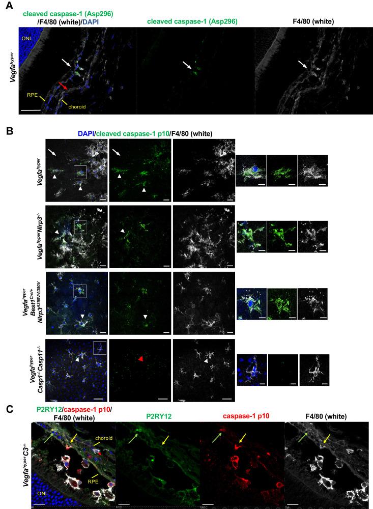 https://cdn.ncbi.nlm.nih.gov/pmc/blobs/3bbe/7732340/a1db007d1216/elife-60194-fig3.jpg