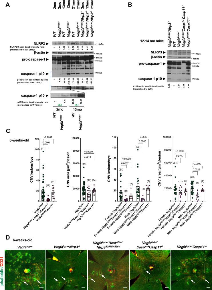https://cdn.ncbi.nlm.nih.gov/pmc/blobs/3bbe/7732340/ed1777bf2740/elife-60194-fig4.jpg