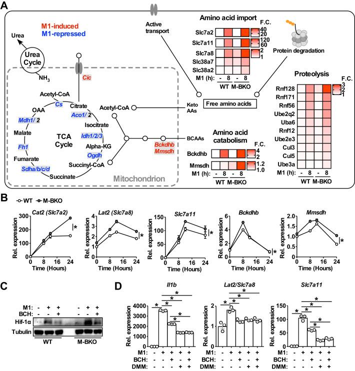 https://cdn.ncbi.nlm.nih.gov/pmc/blobs/3bbf/7259948/600617f0be64/elife-54090-fig5.jpg