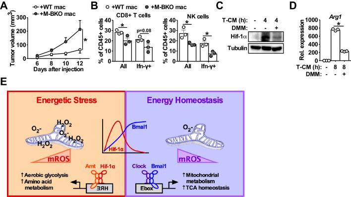 https://cdn.ncbi.nlm.nih.gov/pmc/blobs/3bbf/7259948/90fa7ed482d2/elife-54090-fig7-figsupp1.jpg