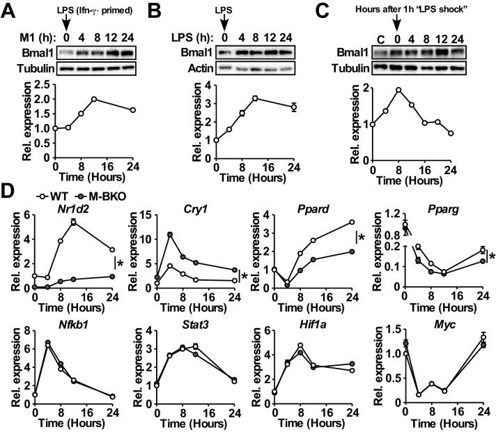 https://cdn.ncbi.nlm.nih.gov/pmc/blobs/3bbf/7259948/e4abb4c8e6c4/elife-54090-fig1.jpg