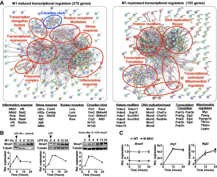 https://cdn.ncbi.nlm.nih.gov/pmc/blobs/3bbf/7259948/eb1d687c1aef/elife-54090-fig1-figsupp1.jpg