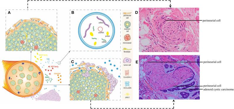 https://cdn.ncbi.nlm.nih.gov/pmc/blobs/3bc3/7461905/cde96cb6c82d/fonc-10-01493-g0001.jpg